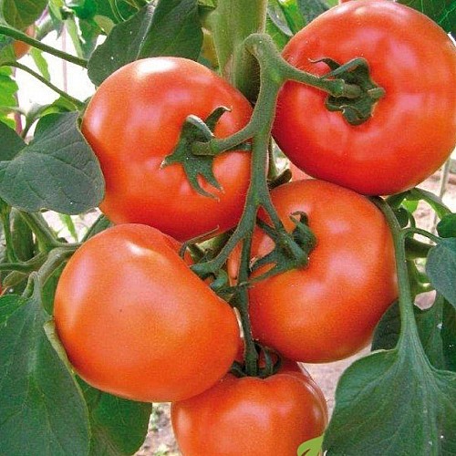 BEEF - Kiveli Tomato Seeds Beef - 1000 seeds