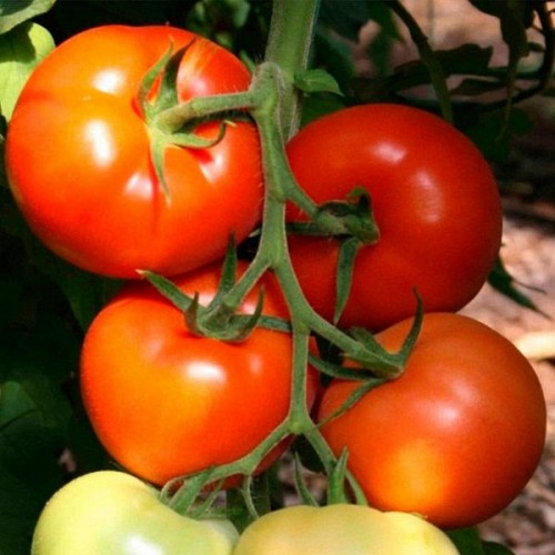 Rally F1 Tomato Seeds Beef - 500 seeds