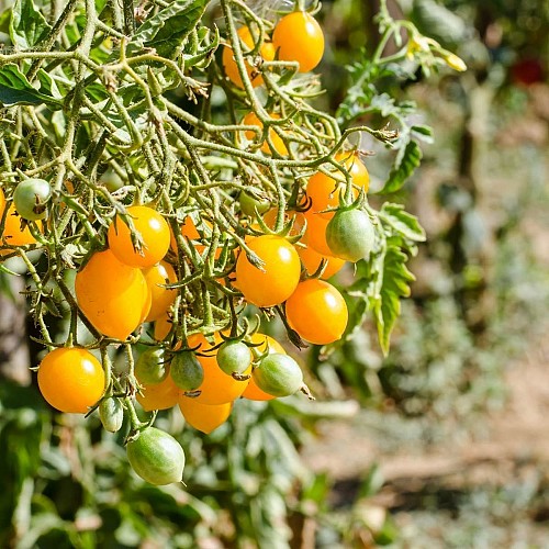 SPECIALTIES - Saian Tomato Seeds Specialties - 500 seeds