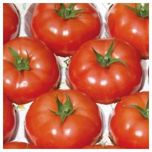 BEEF - Starbuck Tomato Seeds Beef - 1000 seeds