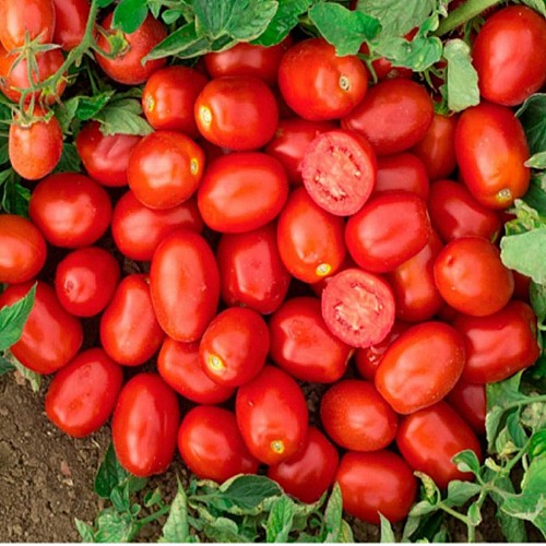 PLUM - Surya Tomato Seeds Plum - 1000 seeds