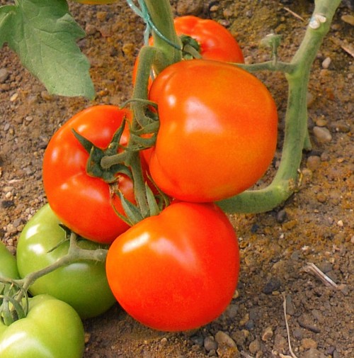 Trifilia F1 Tomato Seeds Beef - 1000 seeds