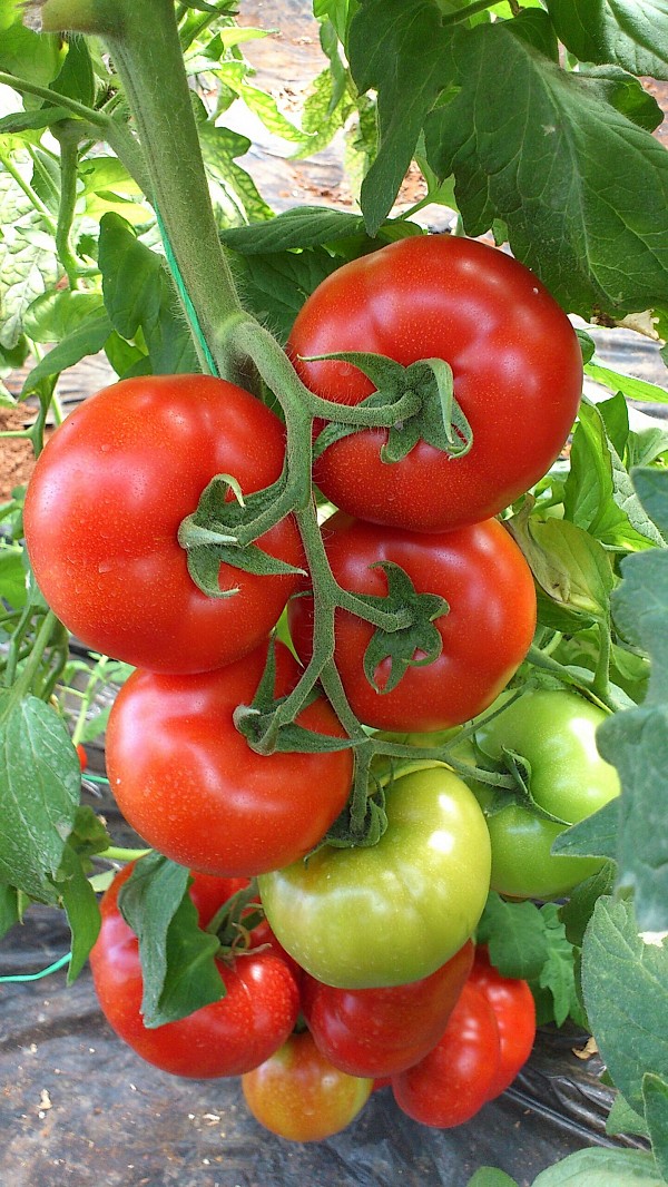 Nissos F1 Tomato Seeds Beef