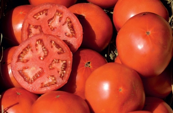 Bobcat Tomato Seeds Beef