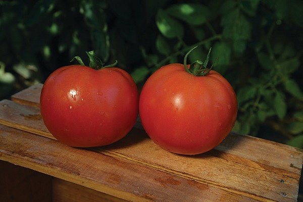 Mountain Fresh Plus F1 Tomato Seeds 1000 seeds