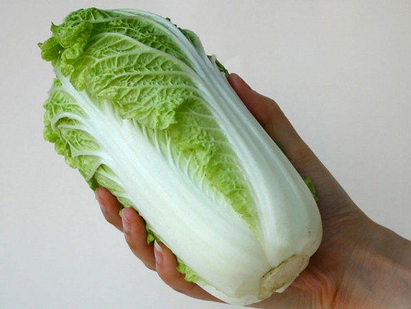 【ちわさ】 Wawa Tsai F1 Chinese Cabbage Seeds | CHINESE CABBAGE SEEDS