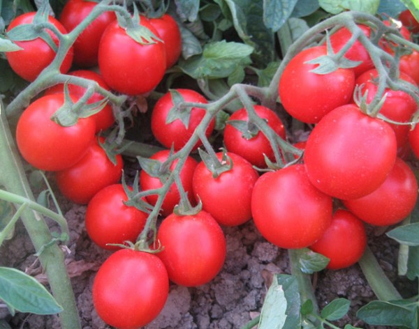 Albarosa F1 Tomato Seeds 1000 seeds