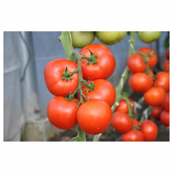 Abellus Tomato Seeds Beef