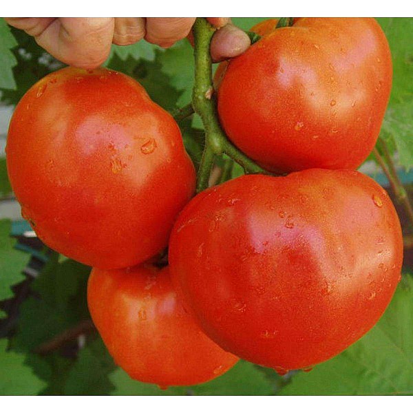 Alliance F1 Tomato Seeds 1000 seeds