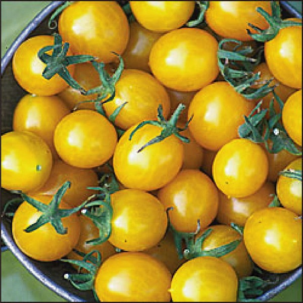 Jungle Yellow Tomato Seeds Specialties