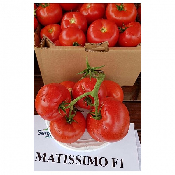 Matissimo Tomato Seeds Beef