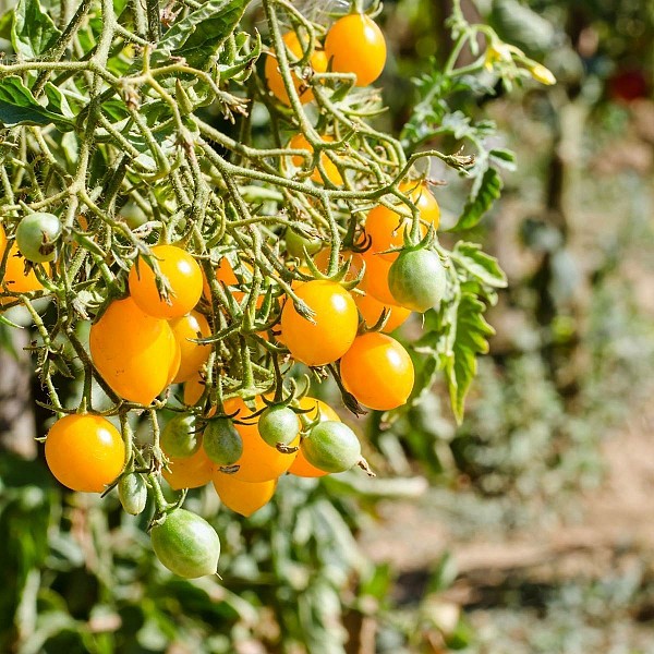 Saian Tomato Seeds Specialties