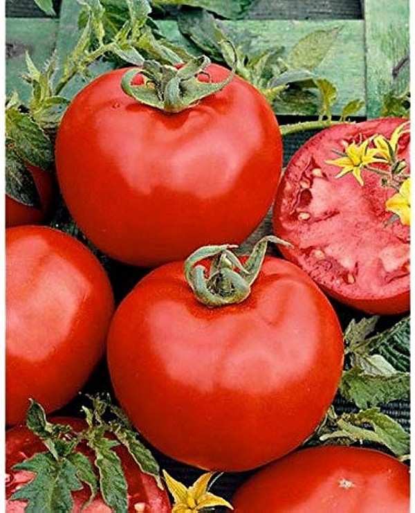 Brillante F1 Tomato Seeds Beef
