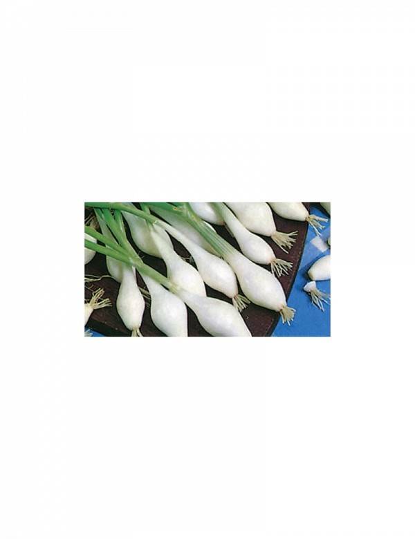White Lisbon F1 Onion Seeds
