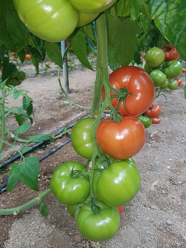 Ekstasis F1 Tomato Seeds Beef