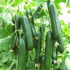 Orkestra F1 Cucumber Seeds Short