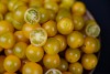 Summer Sun F1 Tomato Seeds Cherry