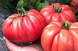 Leroxy F1 Tomato Seeds 500 seeds