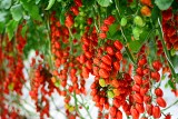 Duelle Tomato Seeds Specialties