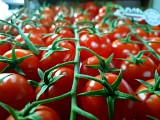 Creativo F1 Tomato Seeds Cherry