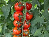 Shiren F1 Tomato Seeds Cherry