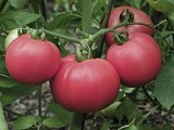 Torbay F1 Tomato Seeds Specialties