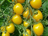 Sunlemon F1 Tomato Seeds Cherry
