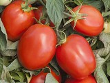 TSX-8824 Tomato Seeds Plum