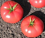 Pink Beauty F1 Tomato Seeds 500 seeds
