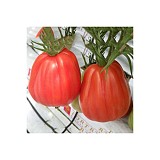 Arawak Tomato Seeds 500 seeds