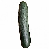 Belchite F1 Cucumber Seeds Short