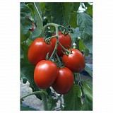Charanda Tomato Seeds Specialties