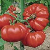 Gandalf F1 Tomato Seeds Marmande