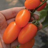 Glitter F1 Tomato Seeds Plum