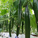 Makedon Cucumber Seeds 100 seeds