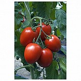 Nicoleta Tomato Seeds 500 seeds