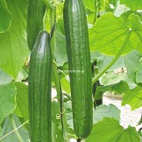 Palermo Cucumber Seeds 1000 seeds