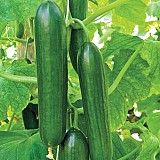 Timor F1 Cucumber Seeds