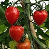 Tomatoberry Tomato Seeds 100 seeds