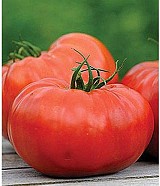 Delizia F1 Tomato Seeds Marmande