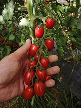PO 9135(MarzianinoF1) Tomato Seeds Plum