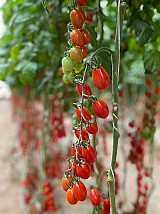 PO 9152 Tomato Seeds Plum