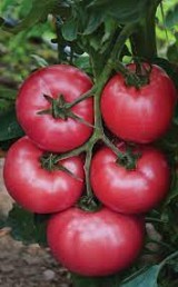 Pink Lord F1 Tomato Seeds 100 seeds