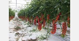 Bellatrix F1 Tomato Seeds 1000 seeds