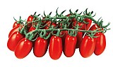 Nettarino F1 Tomato Seeds Plum