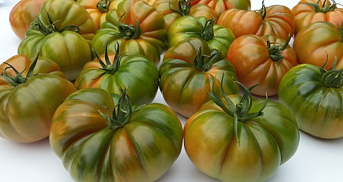 SPECIALTIES - Bocanegra Tomato Seeds Specialties - 100 seeds