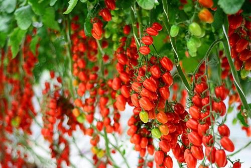 SPECIALTIES - Duelle Tomato Seeds Specialties - 500 seeds