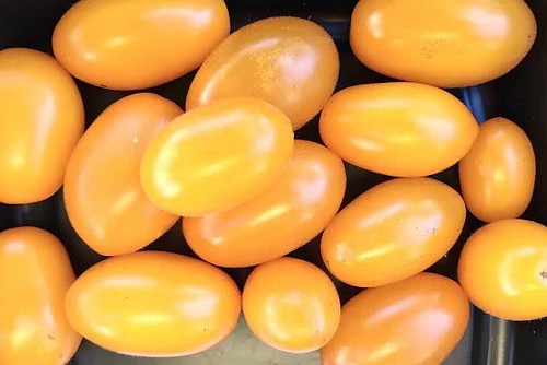 SPECIALTIES - Goldy Tomato Seeds Specialties - 1000 seeds
