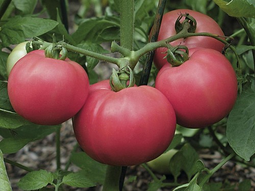 SPECIALTIES - Torbay F1 Tomato Seeds Specialties - 1000 seeds