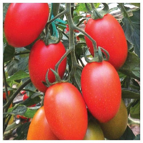 SPECIALTIES - Peradur Tomato Seeds Specialties - 1000 seeds